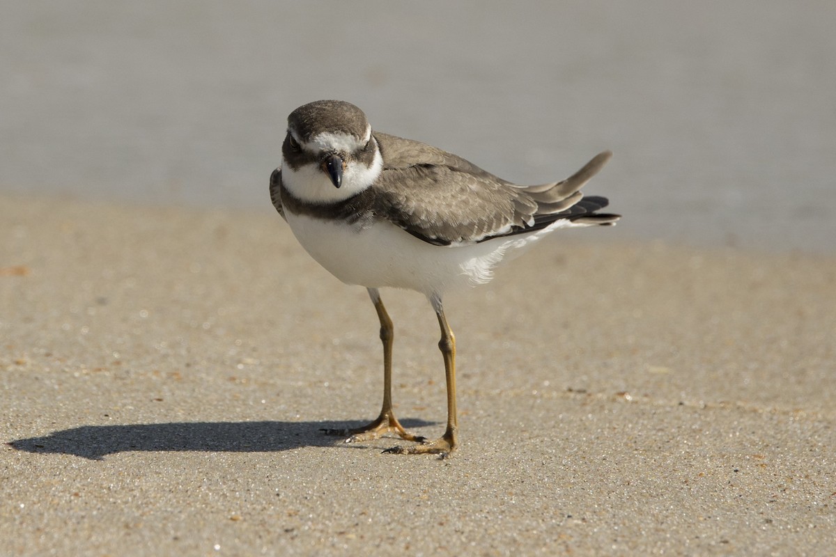 Semipalmated Plover - ML485546061
