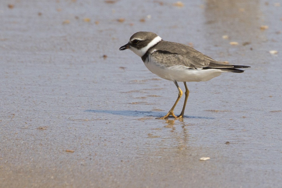 Semipalmated Plover - ML485546281