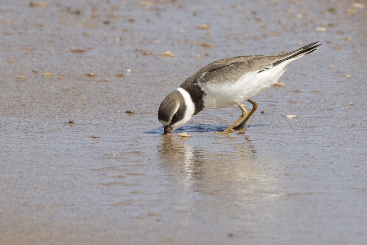 Semipalmated Plover - Michael Bowen