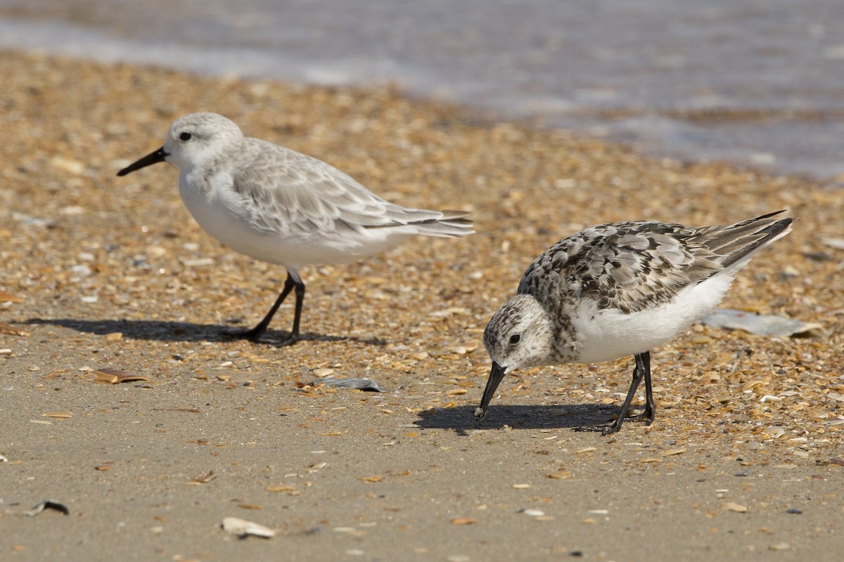 Sanderling - ML485546651