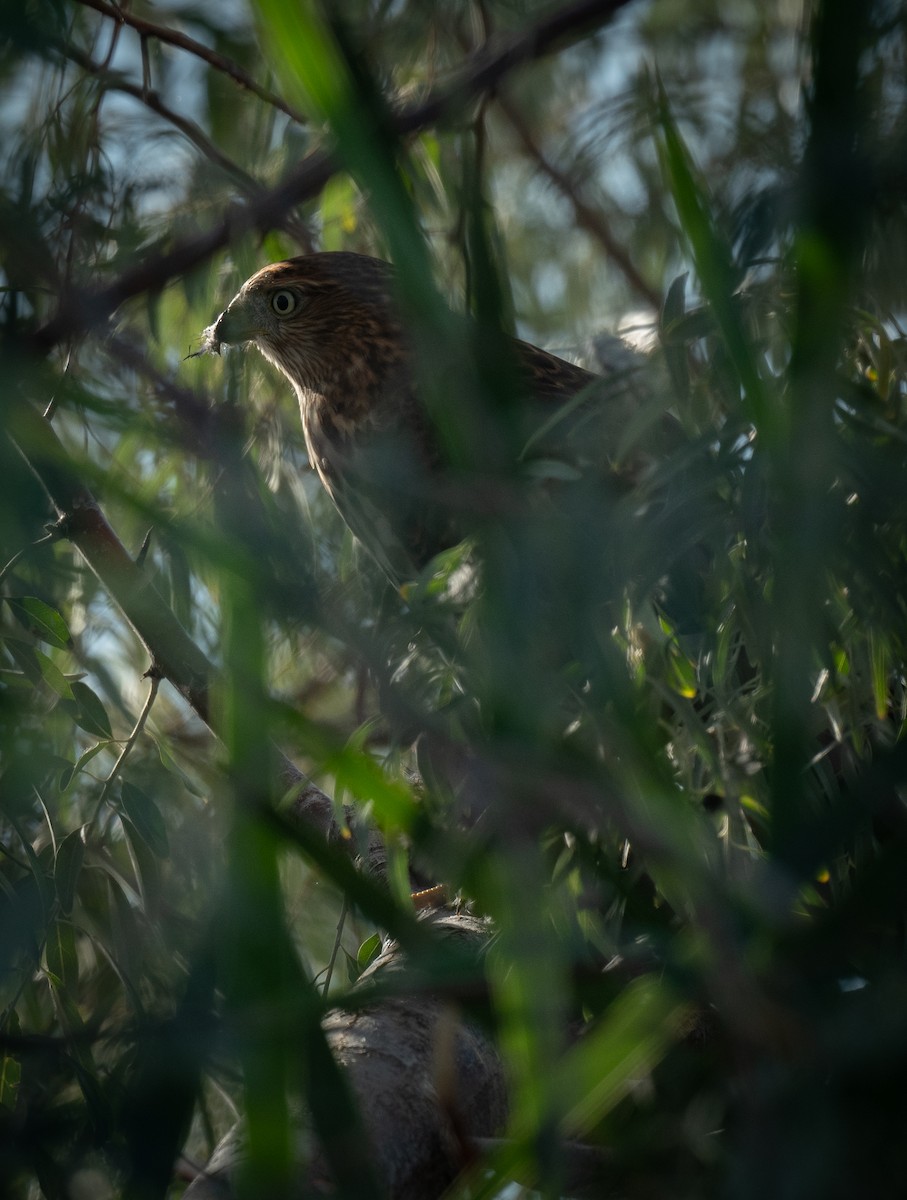 Cooper's Hawk - ML485546841