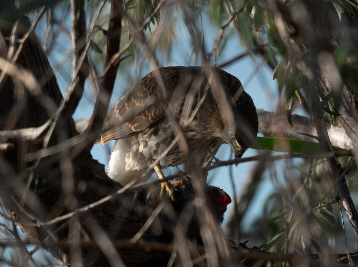 Cooper's Hawk - ML485546861