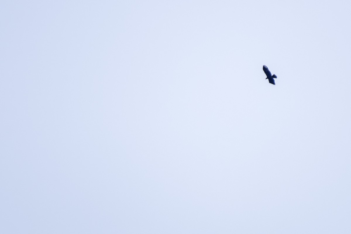 Black Eagle - ML485546951