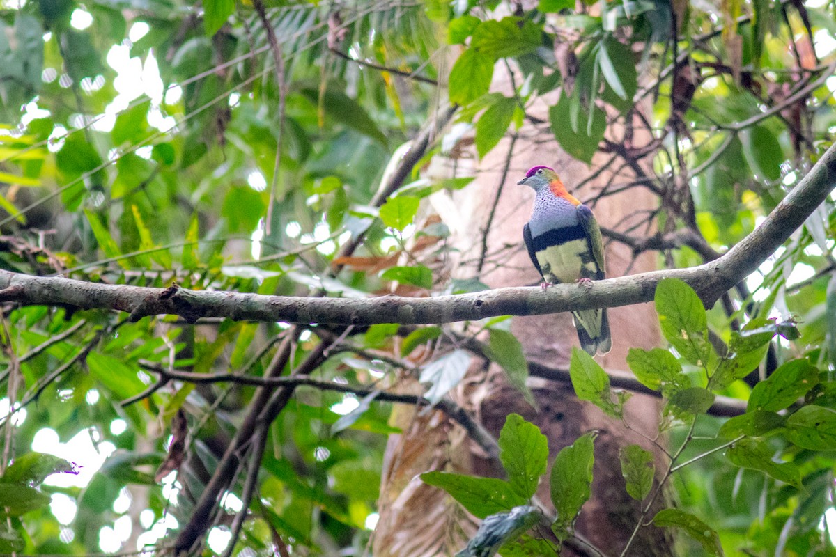 Superb Fruit-Dove - ML485547781