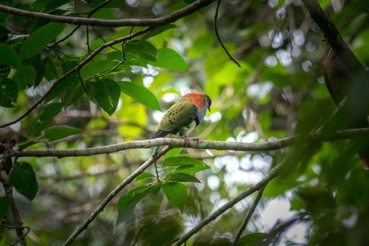 Superb Fruit-Dove - ML485547791