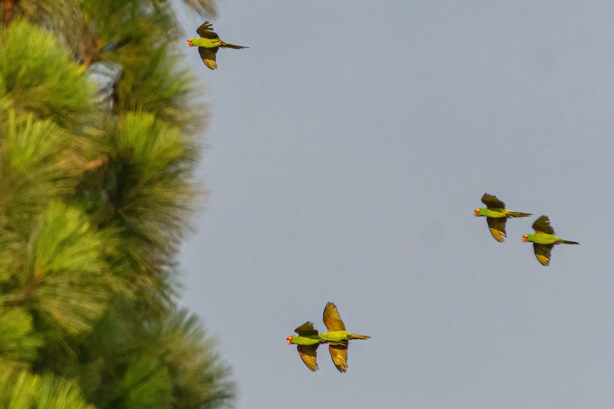 Red-masked Parakeet - ML485549791