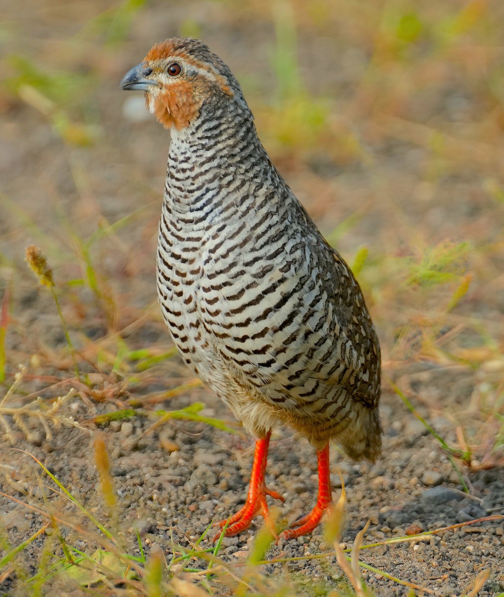 Rock Bush-Quail - ML485550081