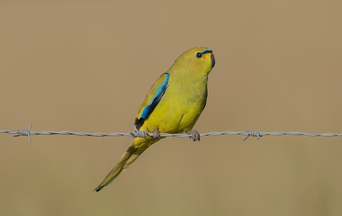 Elegant Parrot - Matthaus Atkins