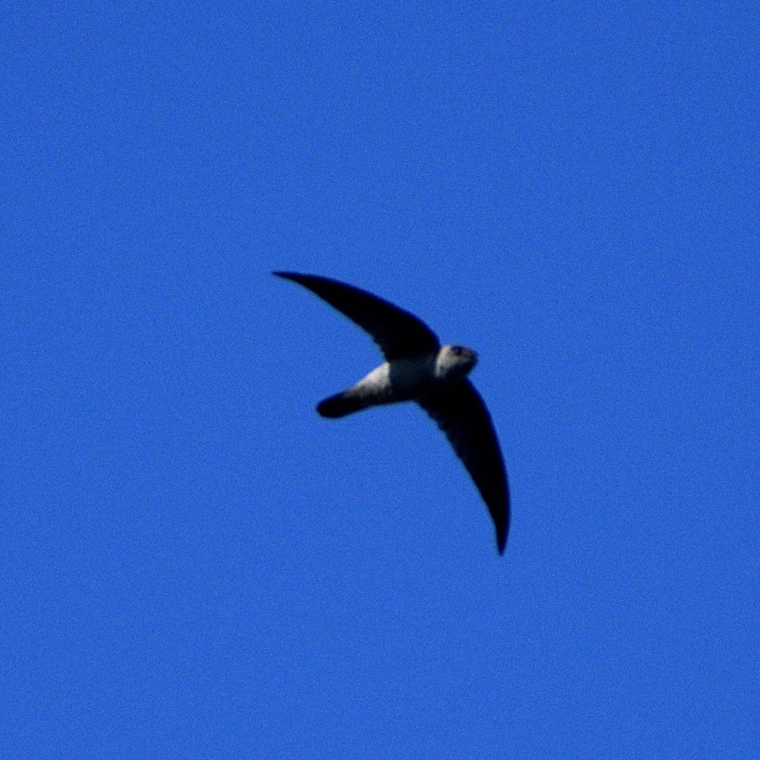 White-rumped Spinetail - ML485551661