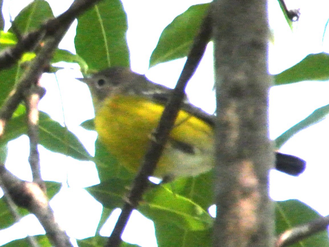 Magnolia Warbler - Yumi Doga