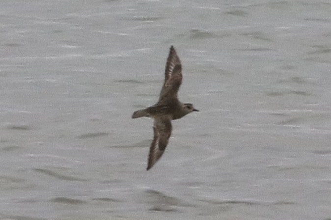 European Golden-Plover - ML485554741