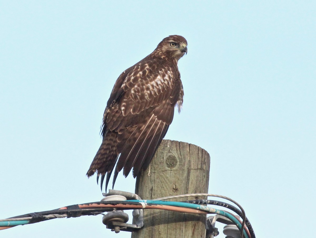 Red-tailed Hawk - ML485555151