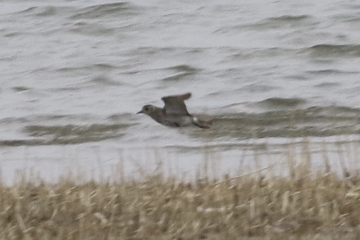 European Golden-Plover - ML485555441