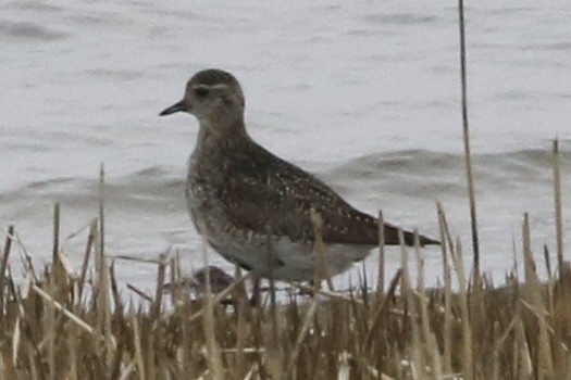 European Golden-Plover - ML485555471