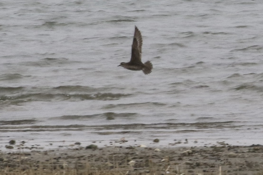 European Golden-Plover - ML485555911