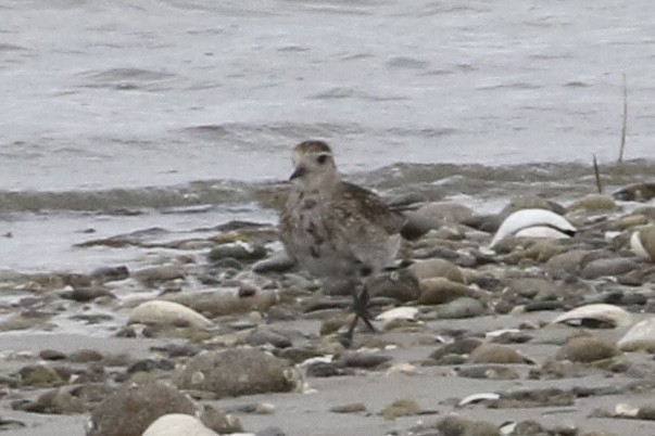 European Golden-Plover - ML485555931