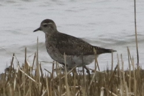 European Golden-Plover - ML485555971