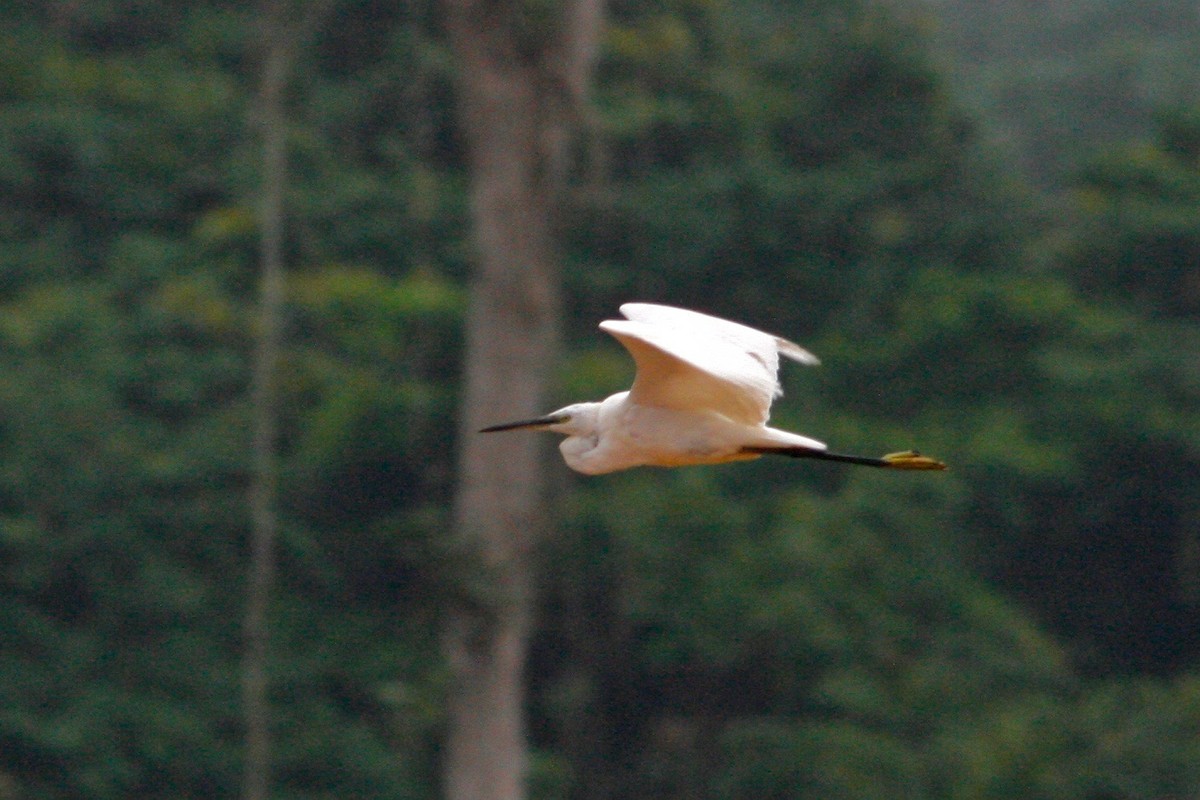 Little Egret - ML48556141