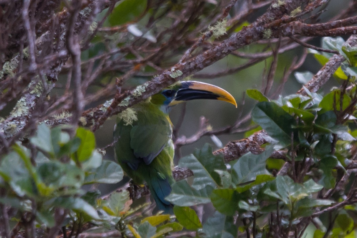 Groove-billed Toucanet - ML485565741