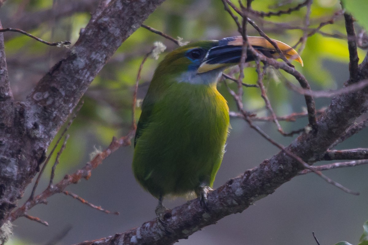 Groove-billed Toucanet - ML485565821