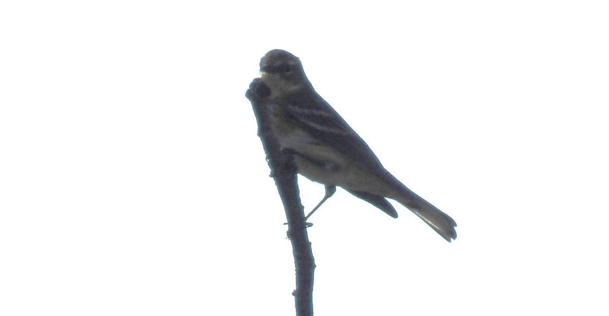 Yellow-rumped Warbler - ML485566111