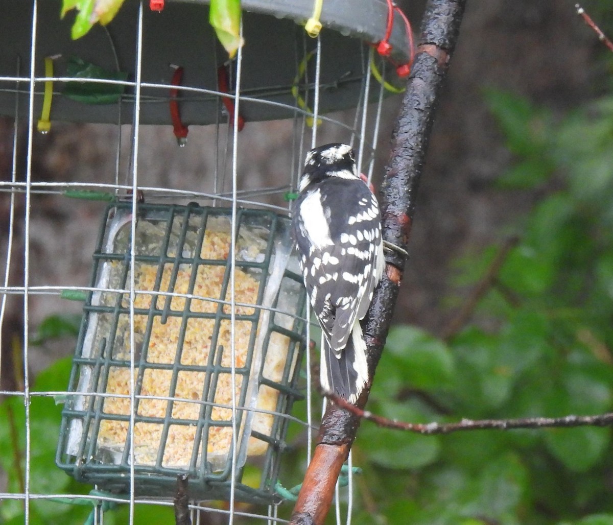 Downy Woodpecker - ML485568401