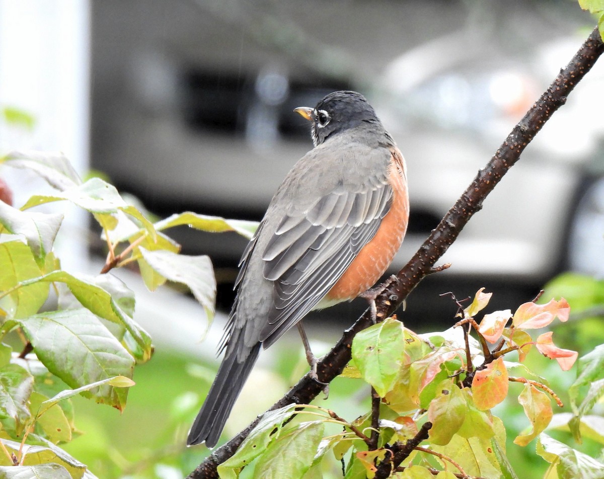 Дрізд мандрівний - ML485568931