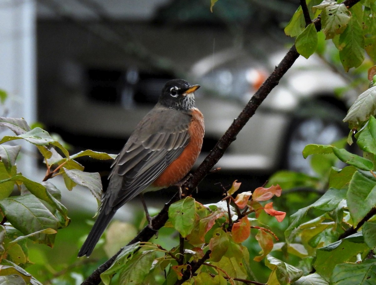 Дрізд мандрівний - ML485568941