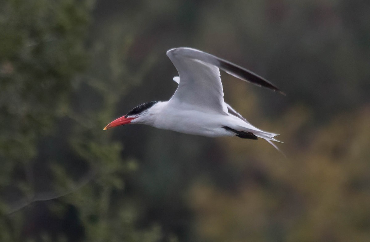 Caspian Tern - John Scharpen