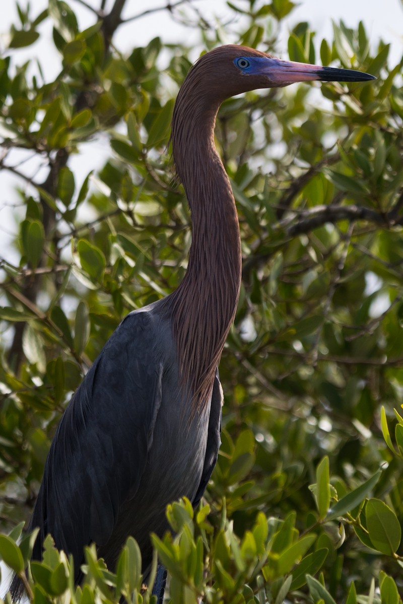 Reddish Egret - Roland Pfeiffer