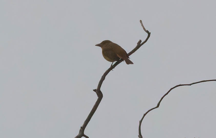 Summer Tanager - John Scharpen