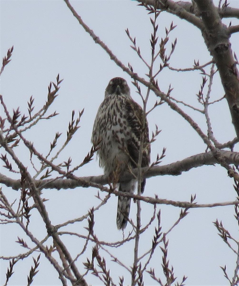 American Goshawk - ML48557021