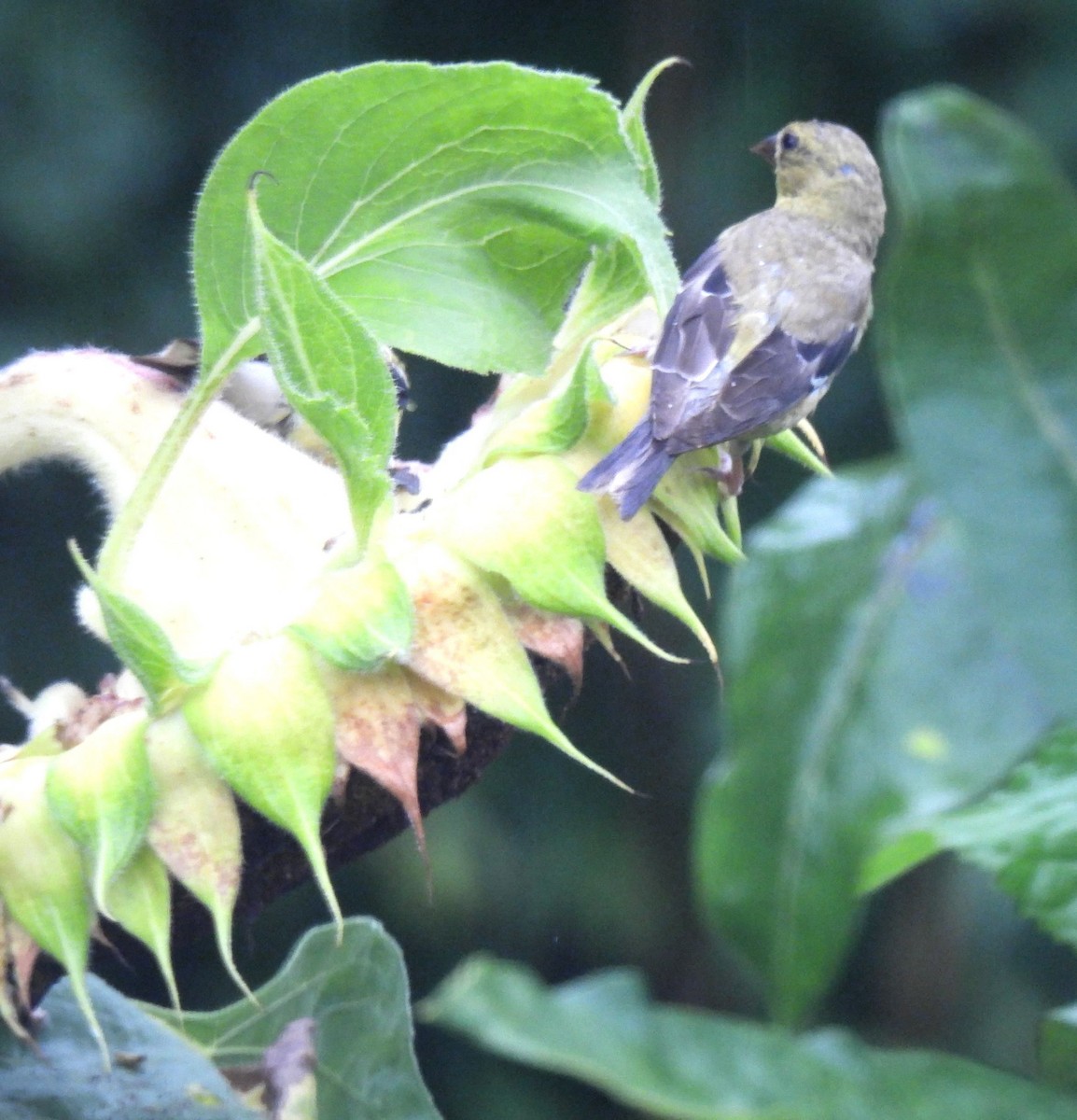 American Goldfinch - ML485570371