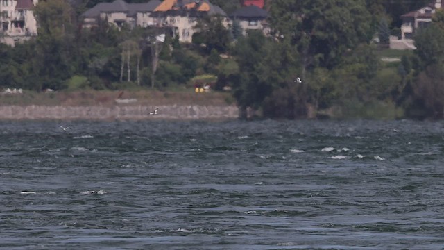 Sabine's Gull - ML485570561