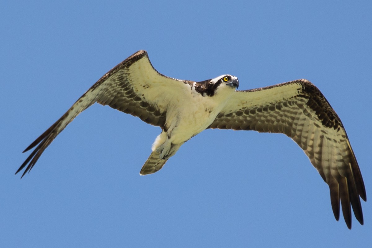 Osprey - Roland Pfeiffer