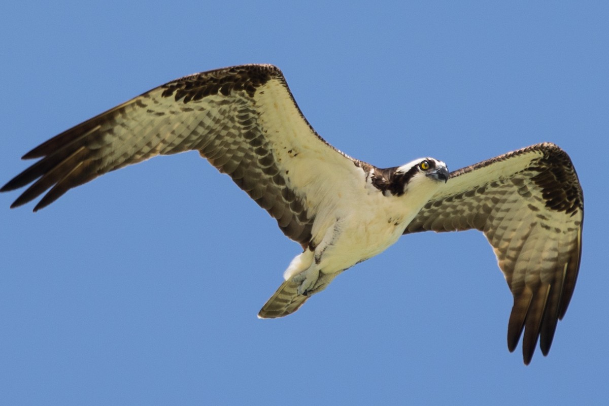 Osprey - Roland Pfeiffer