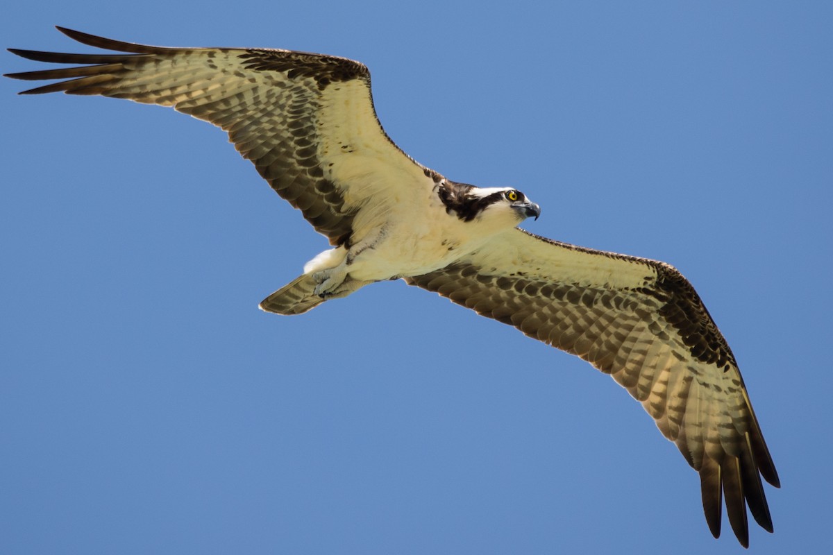 Osprey - Roland Pfeiffer