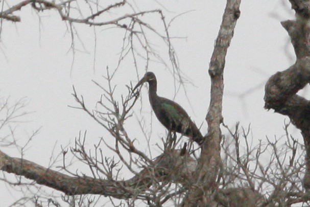 Hadada Ibis - ML48557171