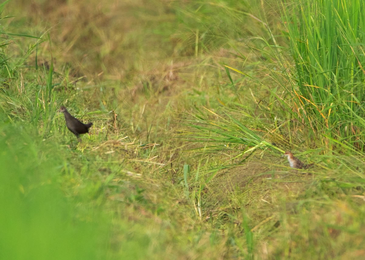 Baillon's Crake (Eastern) - ML485573551