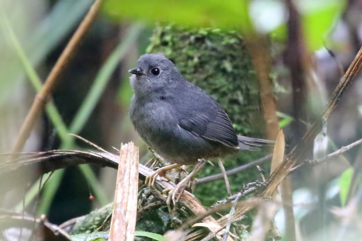 Rock Tapaculo - ML485575171