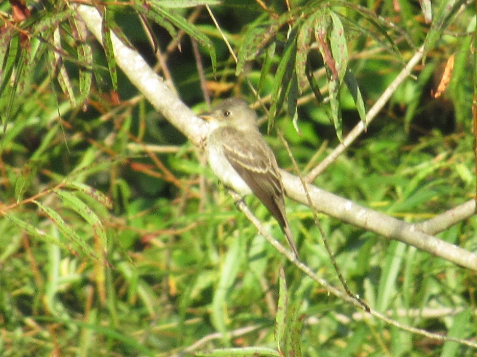 Alder/Willow Flycatcher (Traill's Flycatcher) - ML485575391