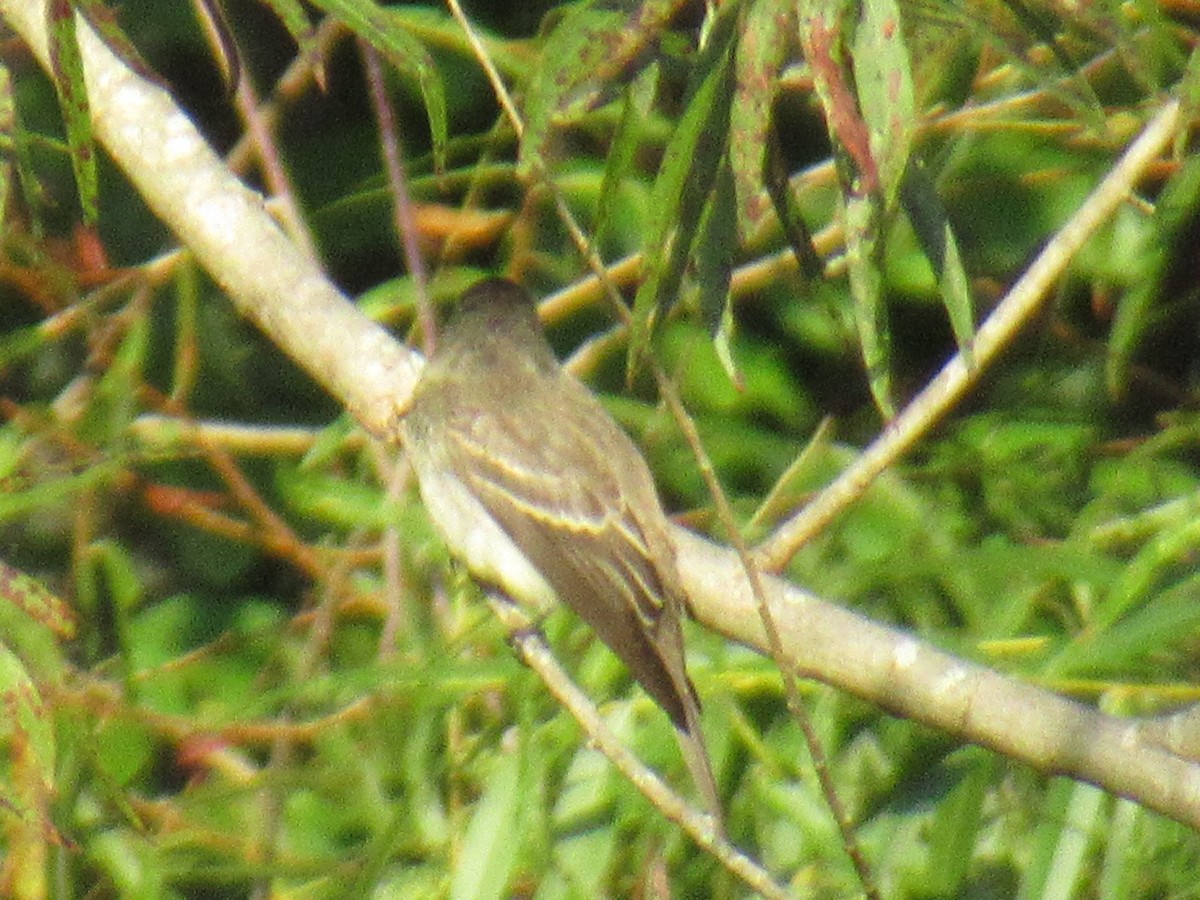 Alder/Willow Flycatcher (Traill's Flycatcher) - ML485575411