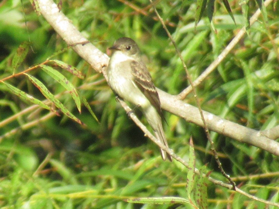Alder/Willow Flycatcher (Traill's Flycatcher) - ML485575421