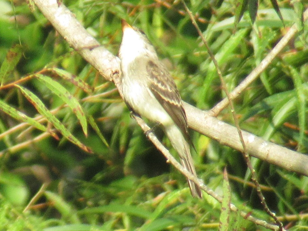 Alder/Willow Flycatcher (Traill's Flycatcher) - ML485575431