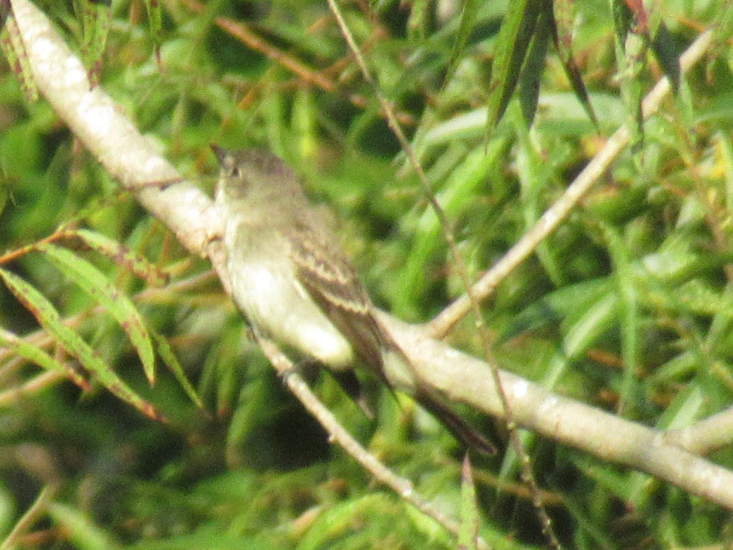 Alder/Willow Flycatcher (Traill's Flycatcher) - ML485575441