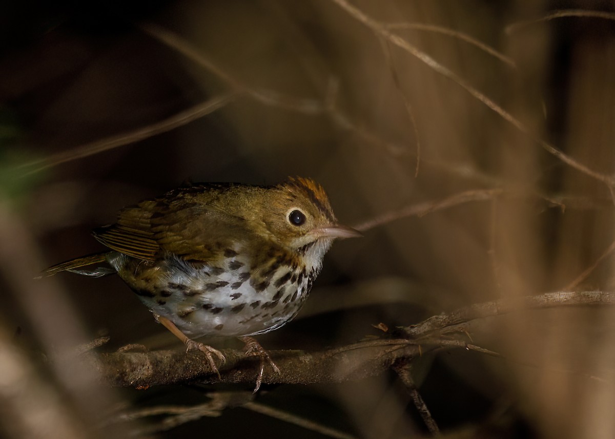 Ovenbird - ML485576891