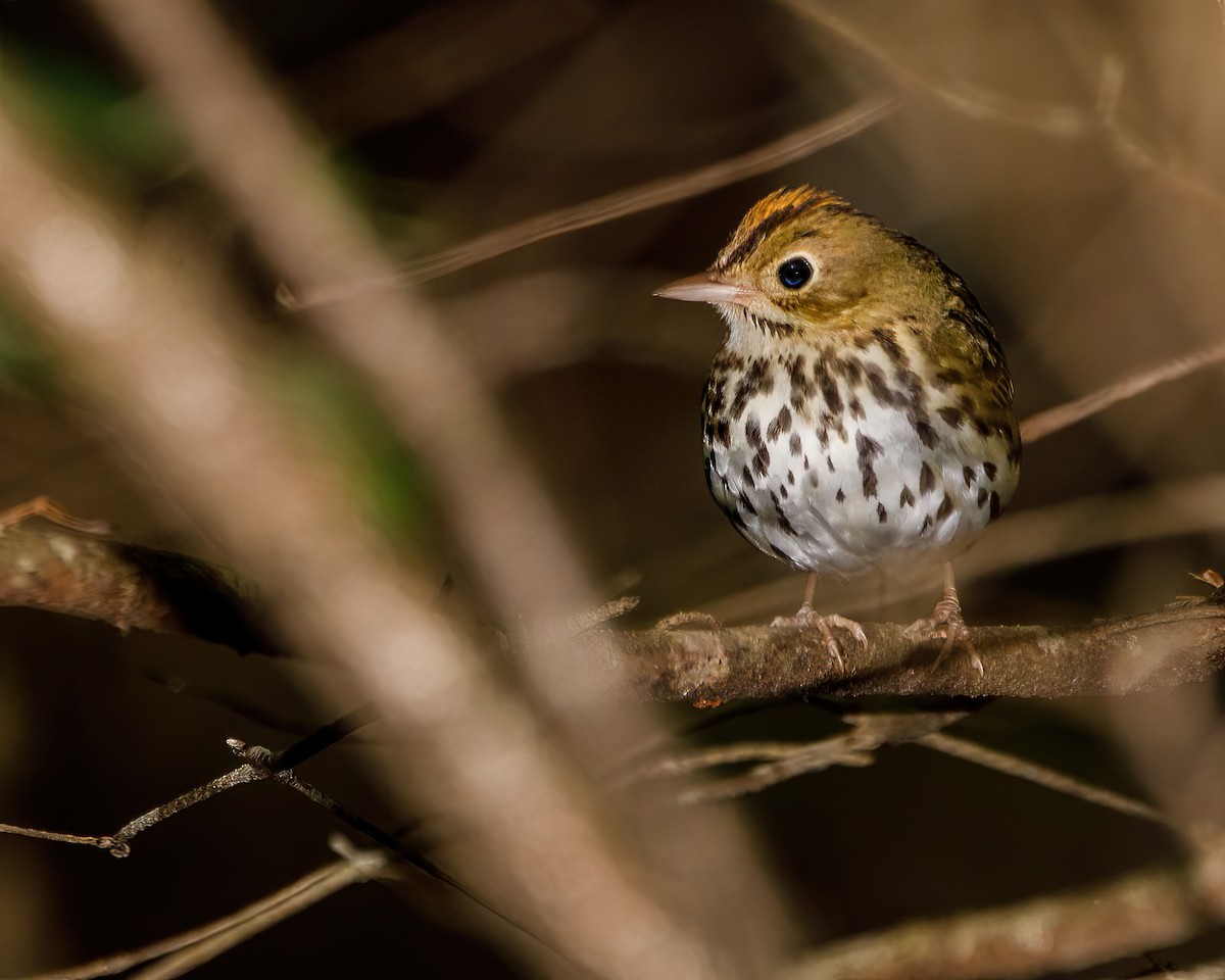 Ovenbird - ML485576911