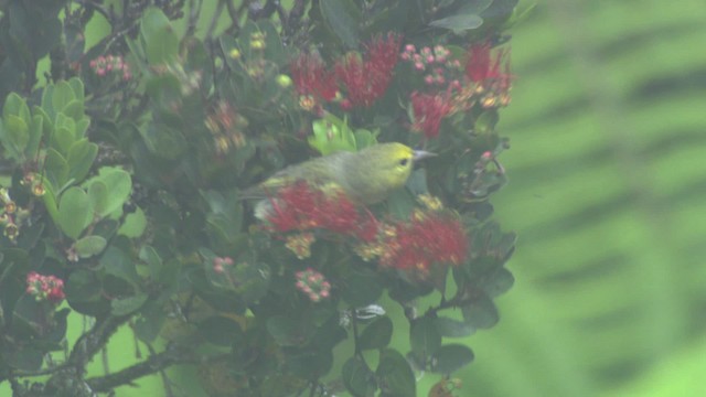 Gelbkleidervogel - ML485577