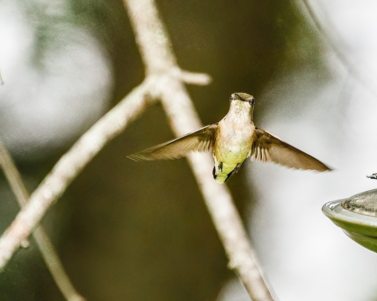 Colibri à gorge rubis - ML485577131