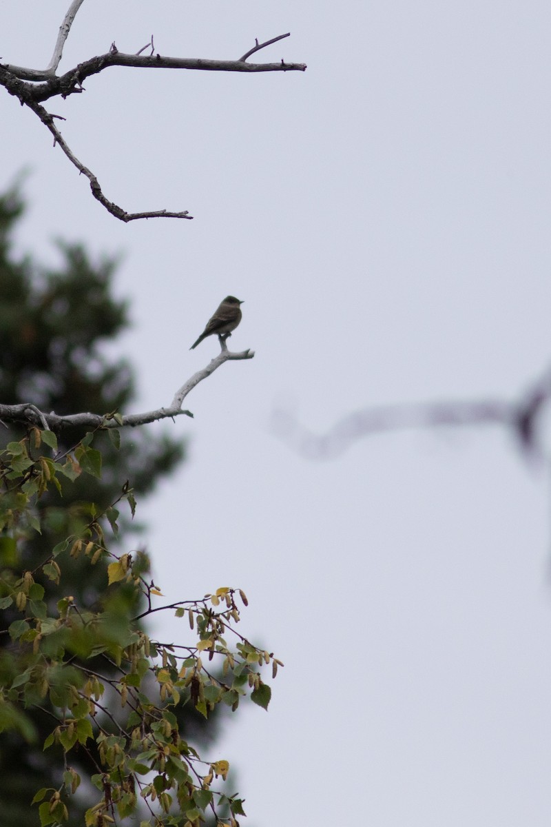 Western Wood-Pewee - ML485577241